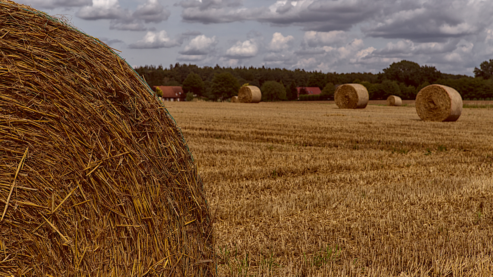 Rundballen im Weizenfeld